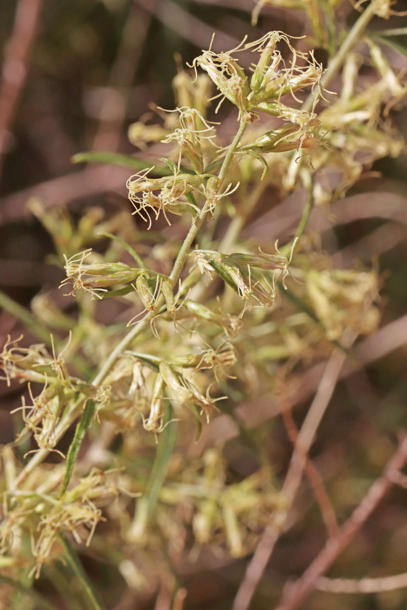 Imagem de <i>Brickellia <i>longifolia</i></i> var. longifolia