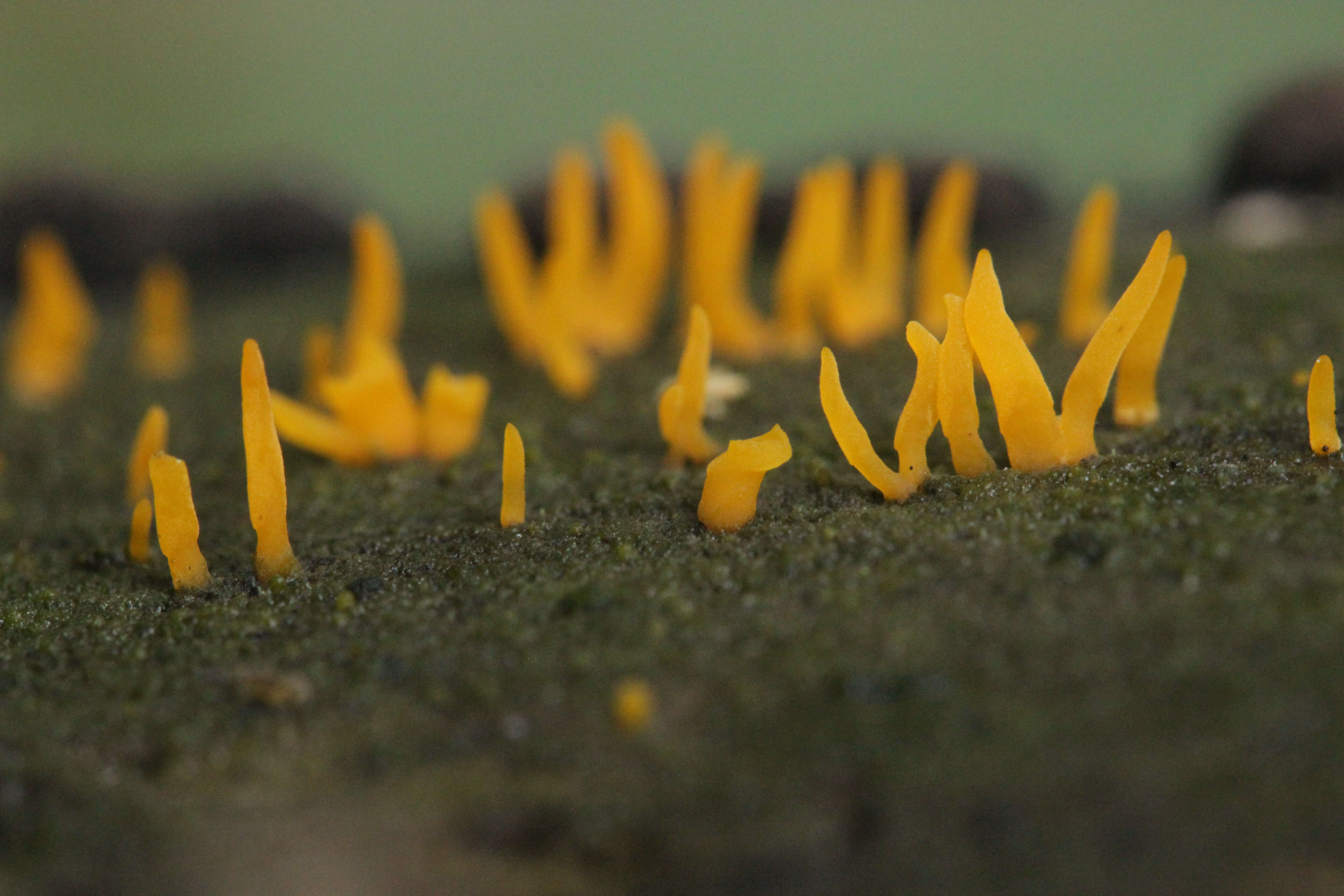 Image of Calocera cornea (Batsch) Fr. 1827