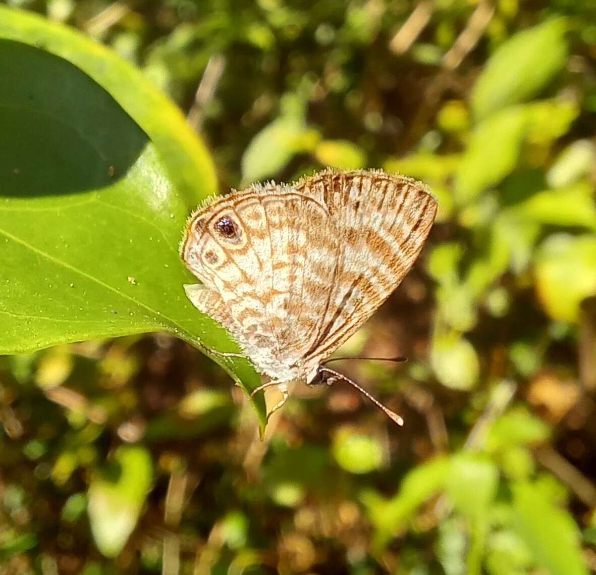 Imagem de <i>Leptotes cassius theonus</i>