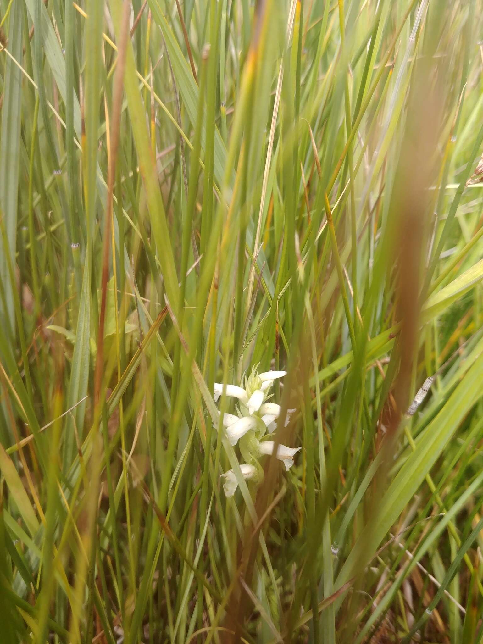 صورة Spiranthes diluvialis Sheviak