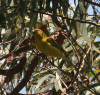 Image of Oahu Amakihi