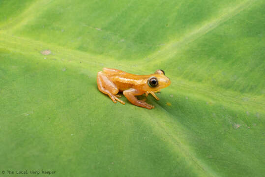 Image of Pickersgill's Banana Frog