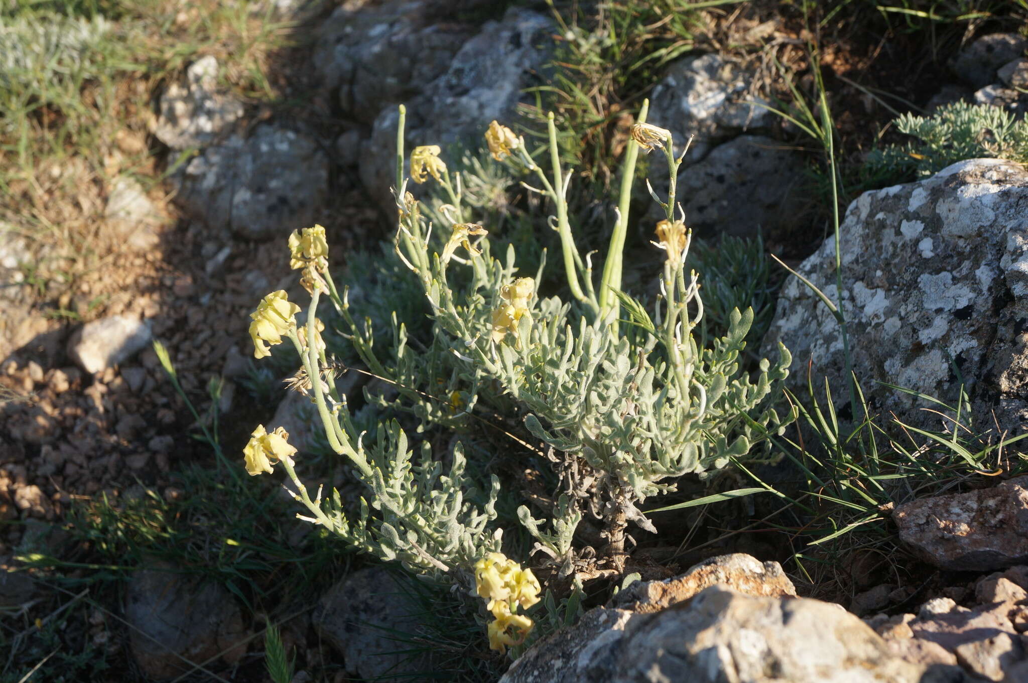 Image of Matthiola odoratissima (Pall. ex M. Bieb.) W. T. Aiton
