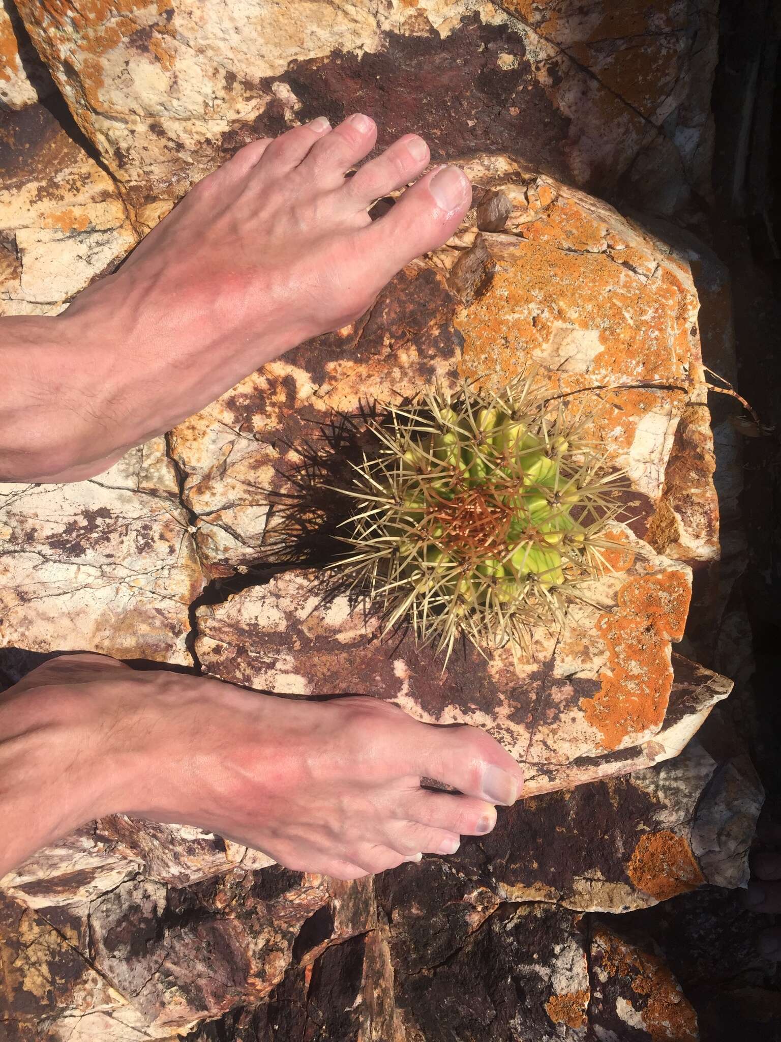 Image of Barrel Cactus