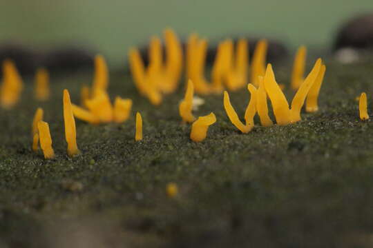 Image of Calocera cornea (Batsch) Fr. 1827