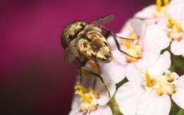 صورة Miltogramma punctata Meigen 1824