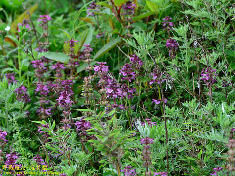 Image of Pedicularis transmorrisonensis Hayata