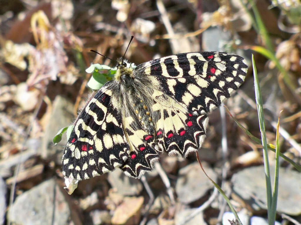 Image of Zerynthia rumina (Linnaeus 1758)