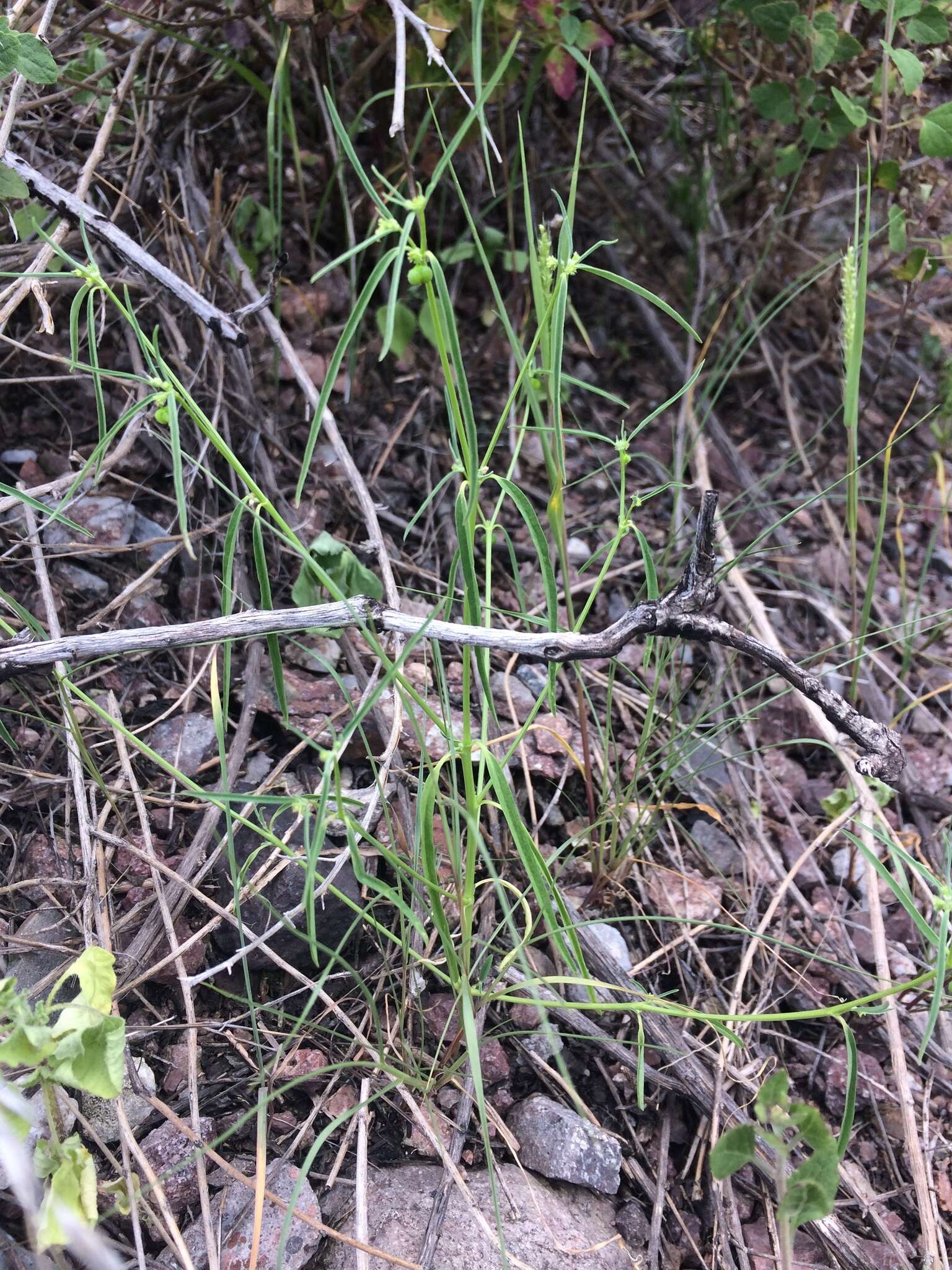 Image of blackseed spurge