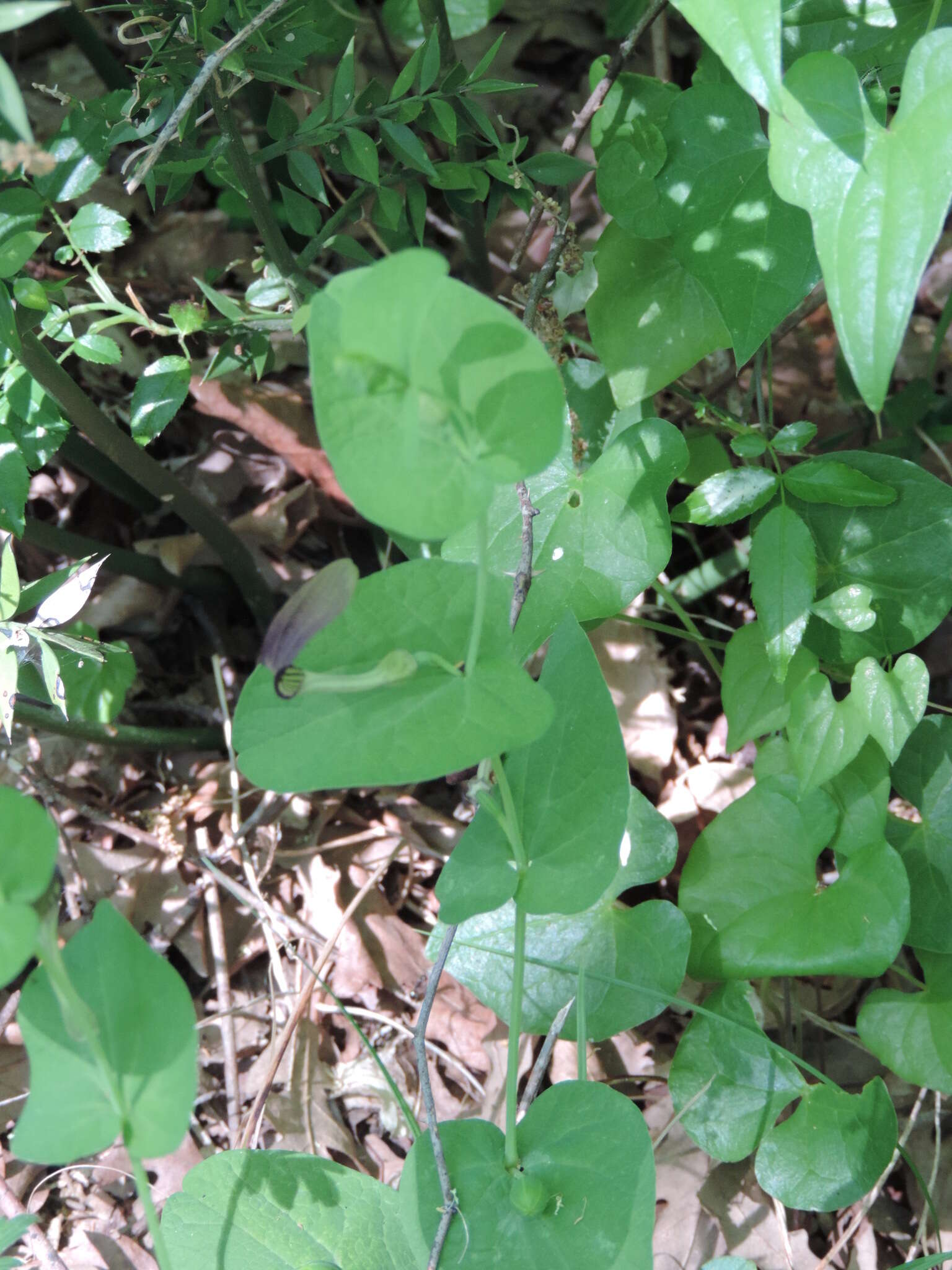 Image of Aristolochia rotunda subsp. rotunda