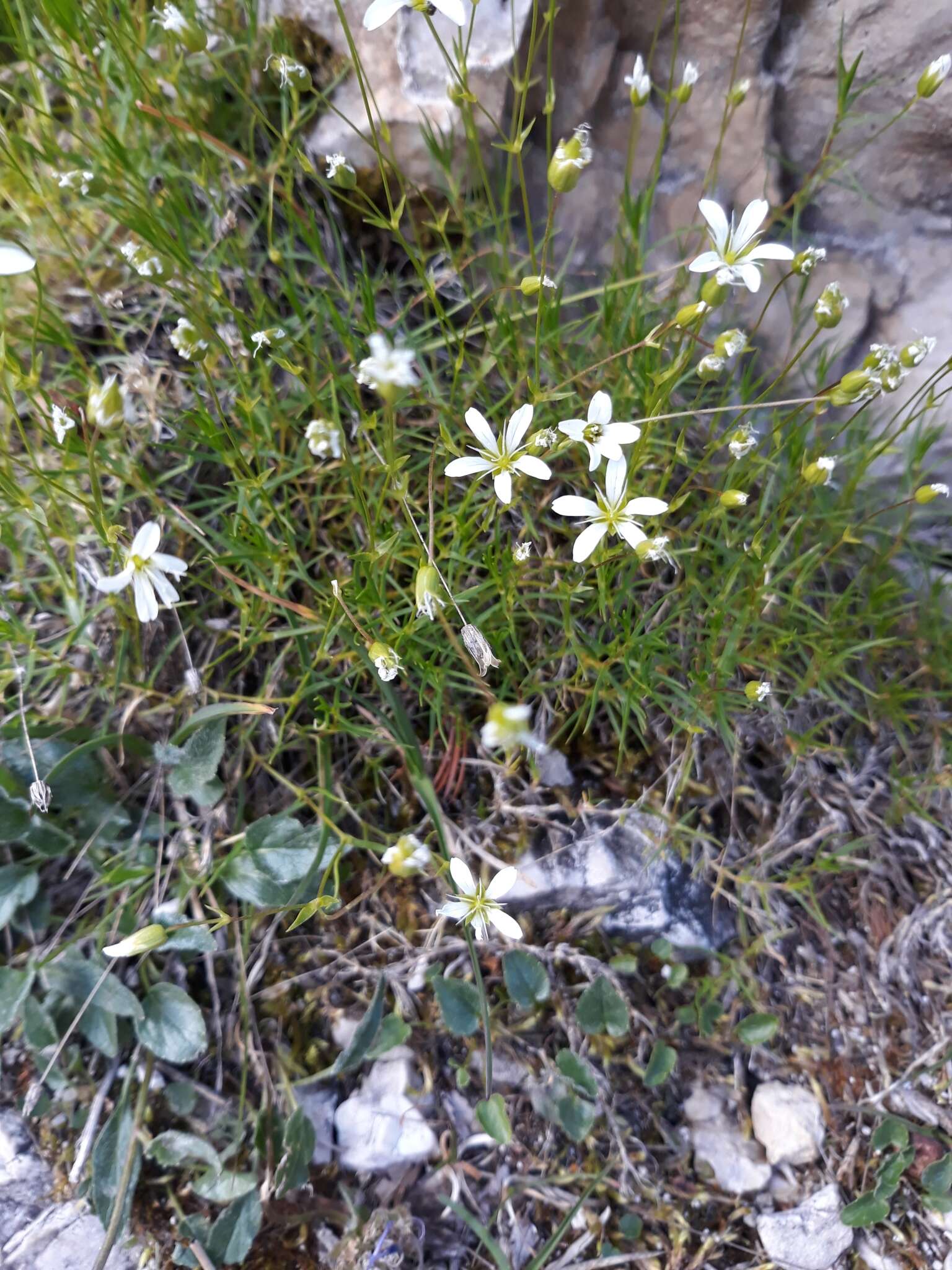 Imagem de Sabulina austriaca (Jacq.) Rchb.