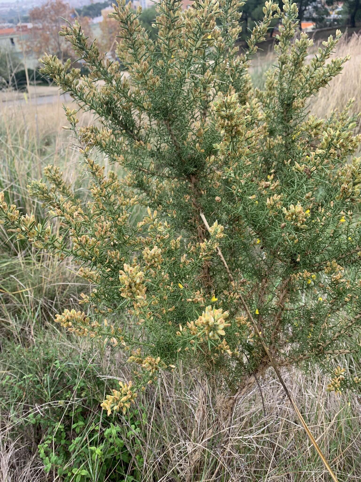 Image of Ulex parviflorus subsp. parviflorus