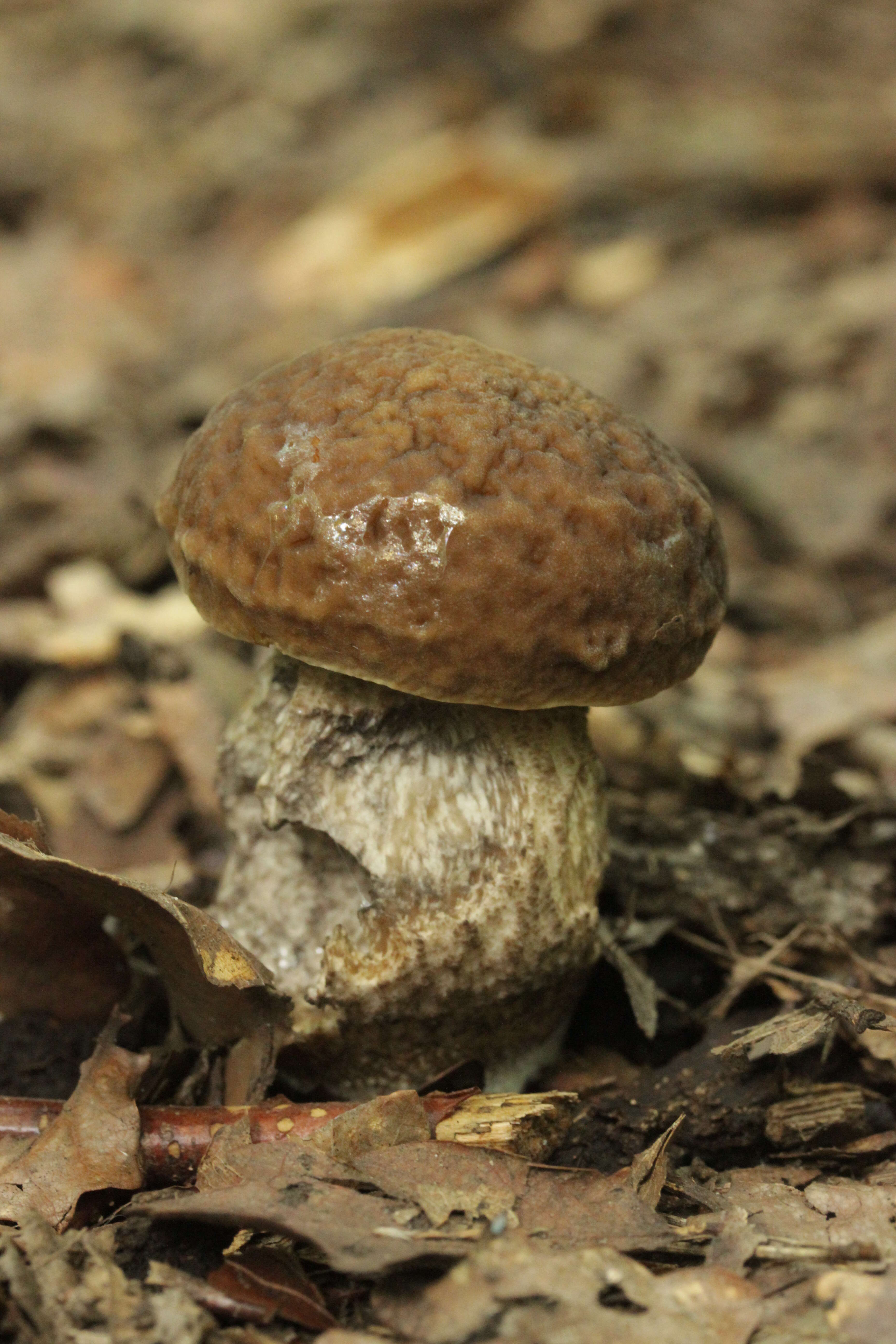 Image of Leccinellum griseum (Quél.) Bresinsky & Manfr. Binder 2003