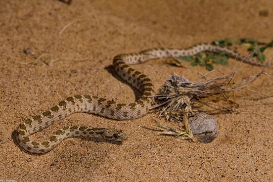 Image of Spalerosophis diadema cliffordii (Schlegel 1837)