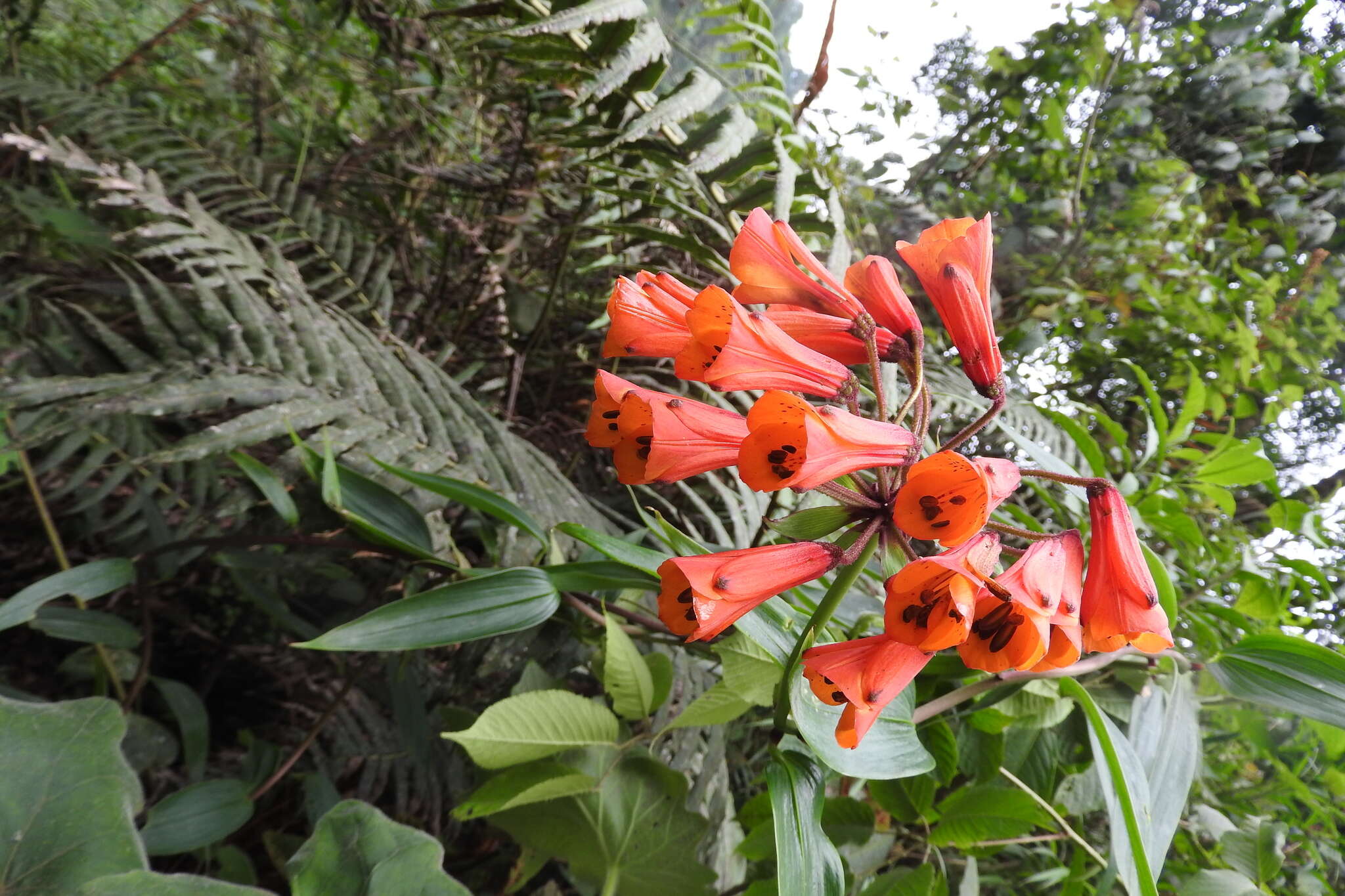 Image of Bomarea acutifolia (Link & Otto) Herb.