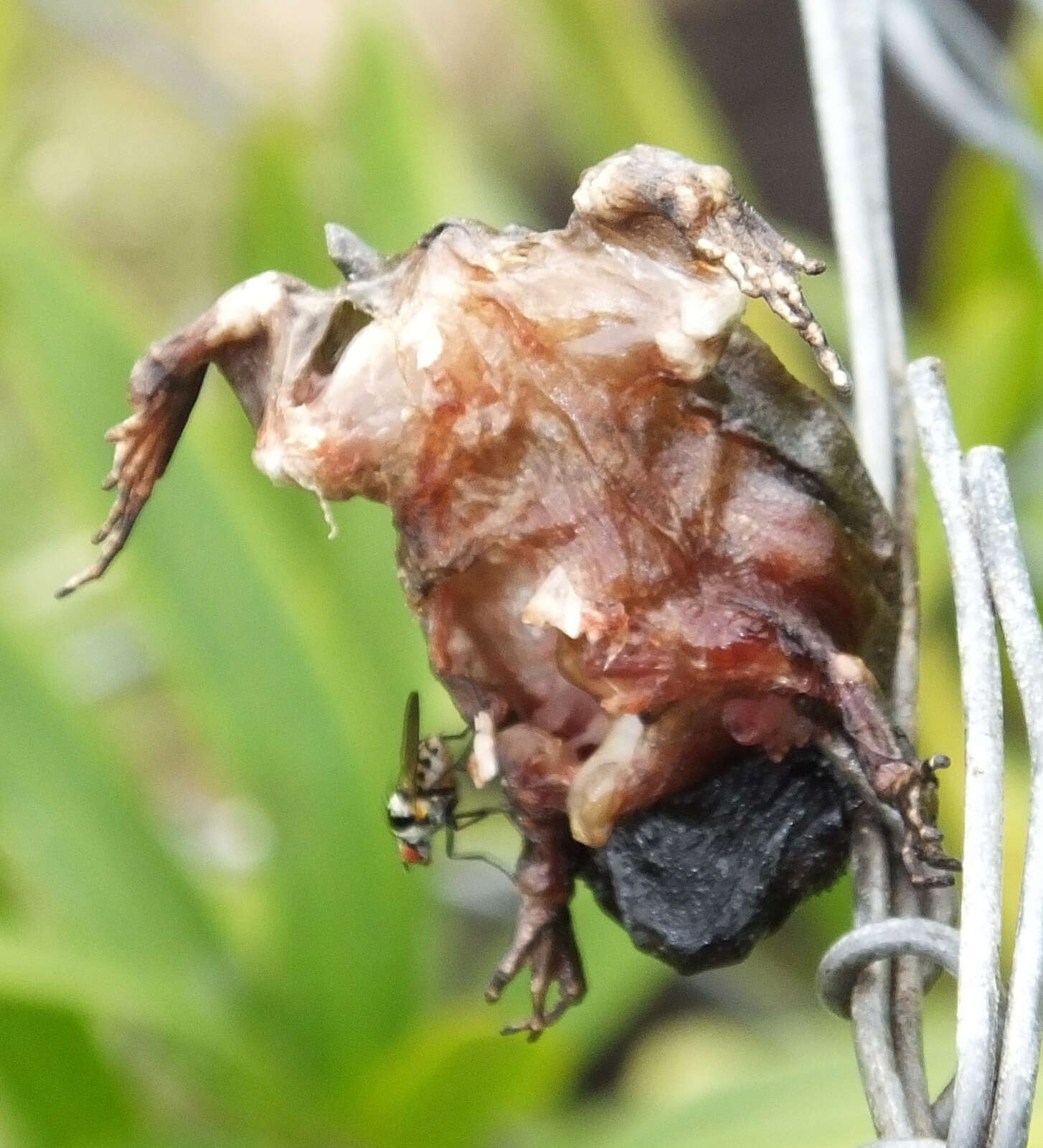 Image of Black Rain Frog