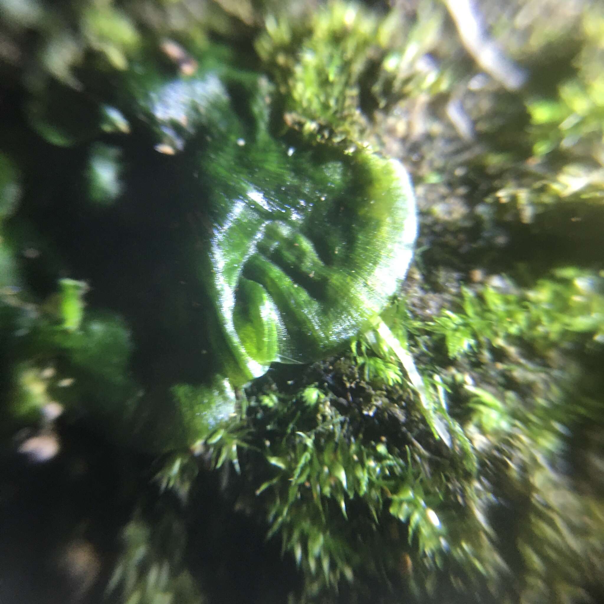 Image of Tahiti bristle fern