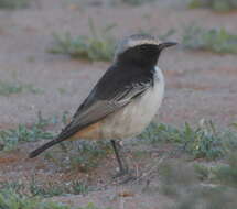 Image of Red-rumped Wheatear