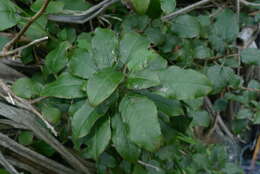 Image of Fuchsia colensoi Hook. fil.