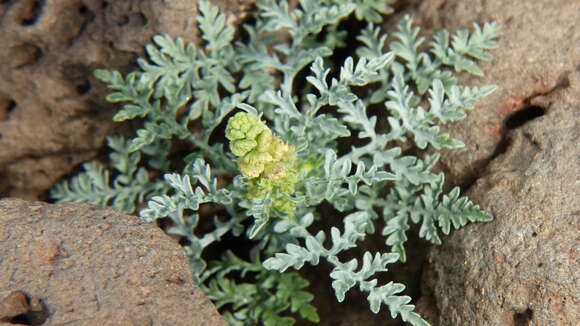 Image of skeletonleaf bur ragweed