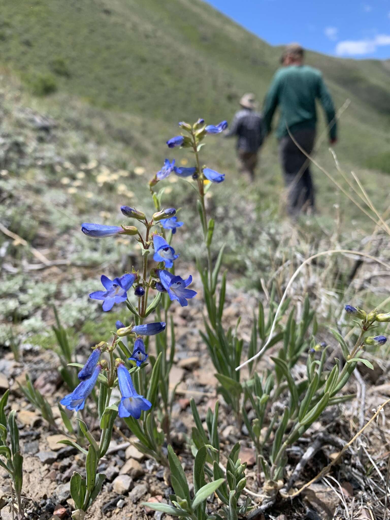 Image of matroot penstemon