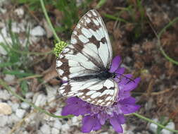 Plancia ëd Melanargia lachesis Hübner 1790