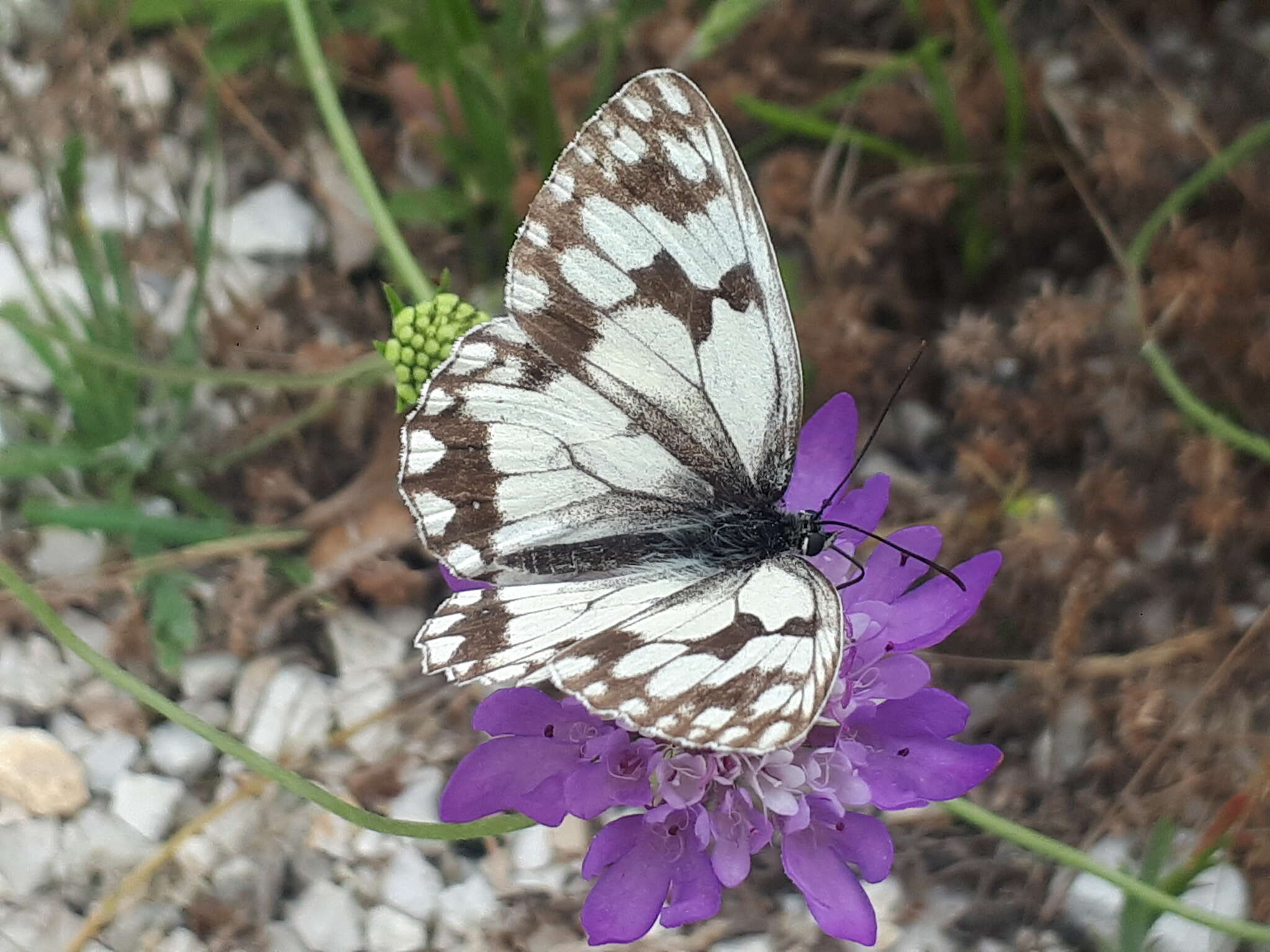 Image of Iberian Marbled White