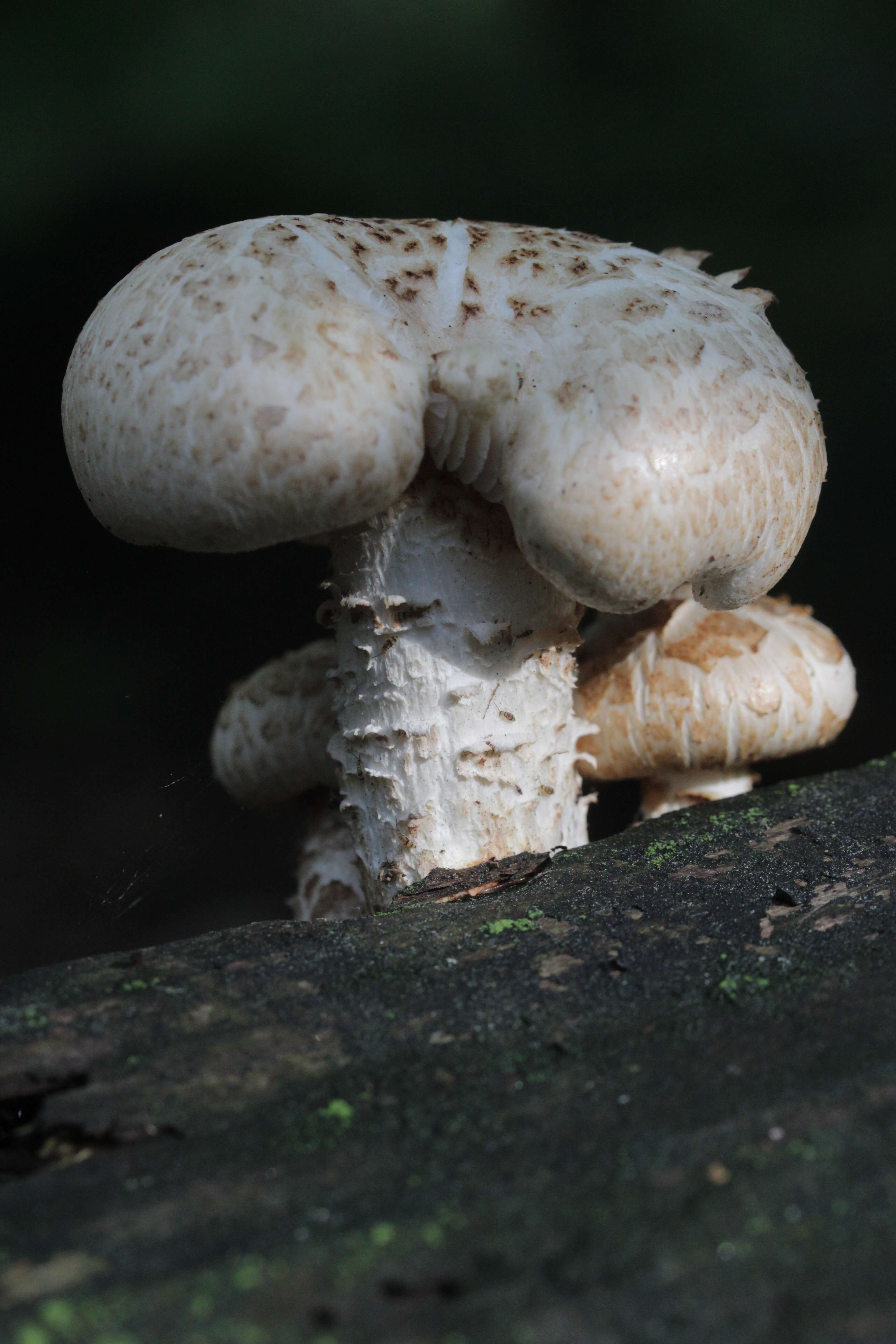 Image of Neolentinus lepideus (Fr.) Redhead & Ginns 1985