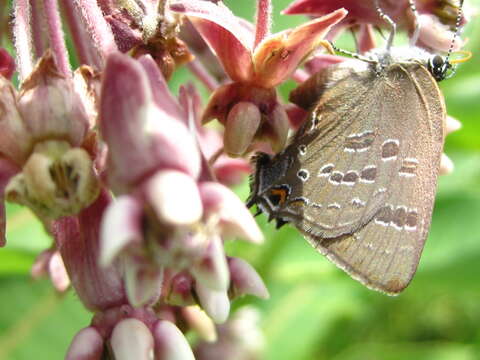 Image of hickory hairstreak