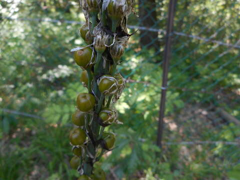 Image of Asphodelus macrocarpus Parl.