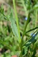 Image of Anchusa thessala Boiss. & Spruner