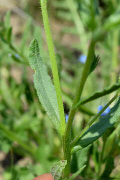 Image of Anchusa thessala Boiss. & Spruner