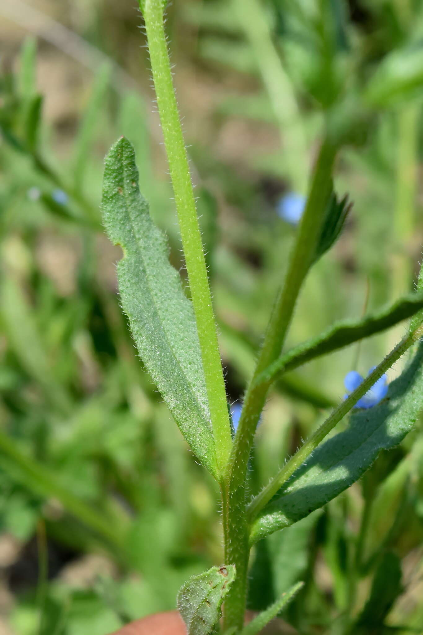 Image of Anchusa thessala Boiss. & Spruner