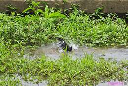 Image of Crested Myna