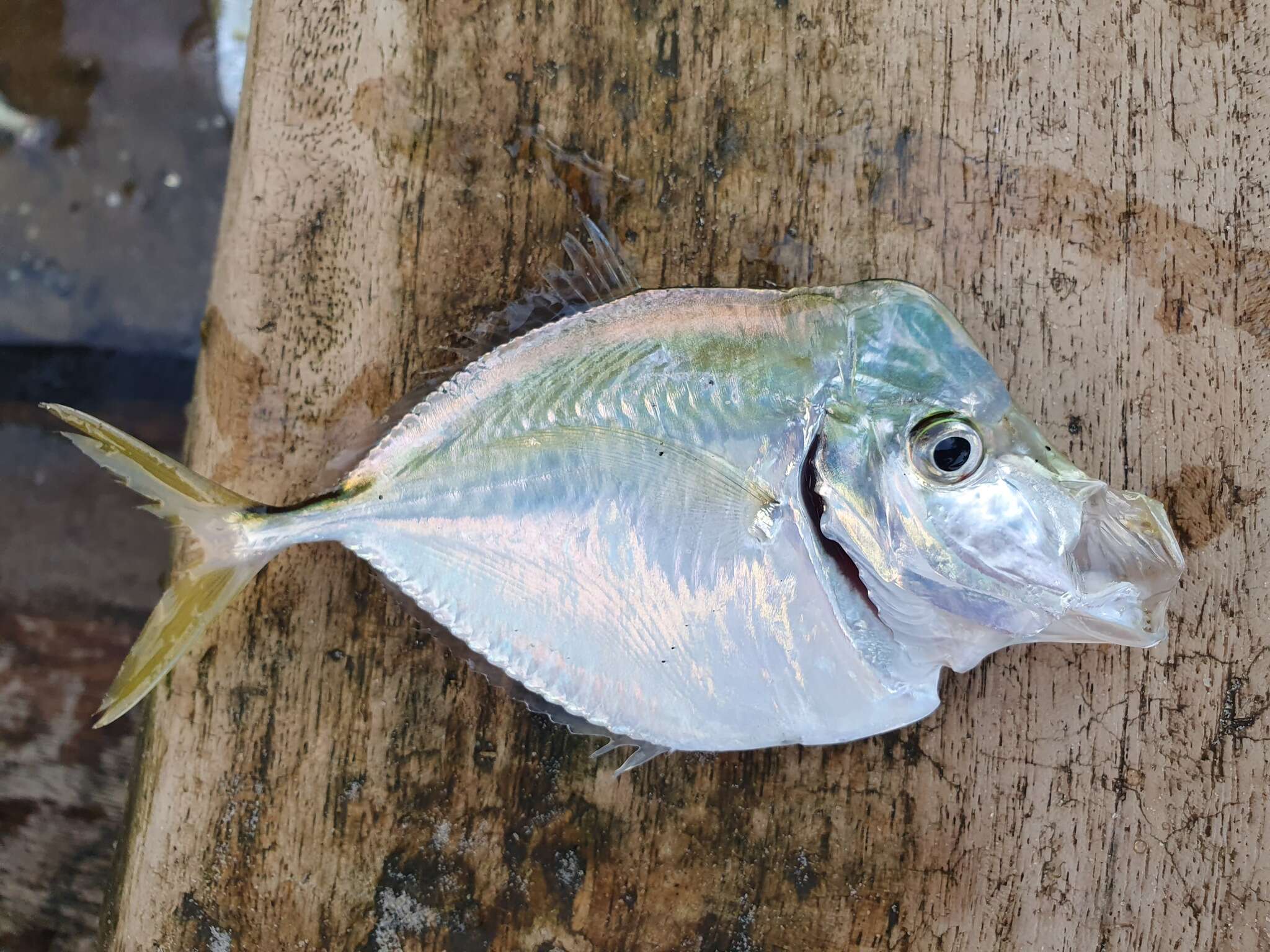 Image of African lookdown