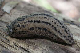 Image of garden slugs