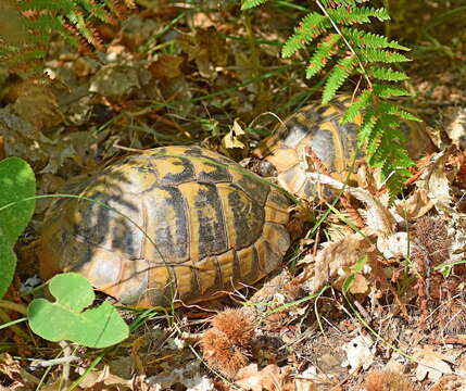 Image of Hermann's Tortoise