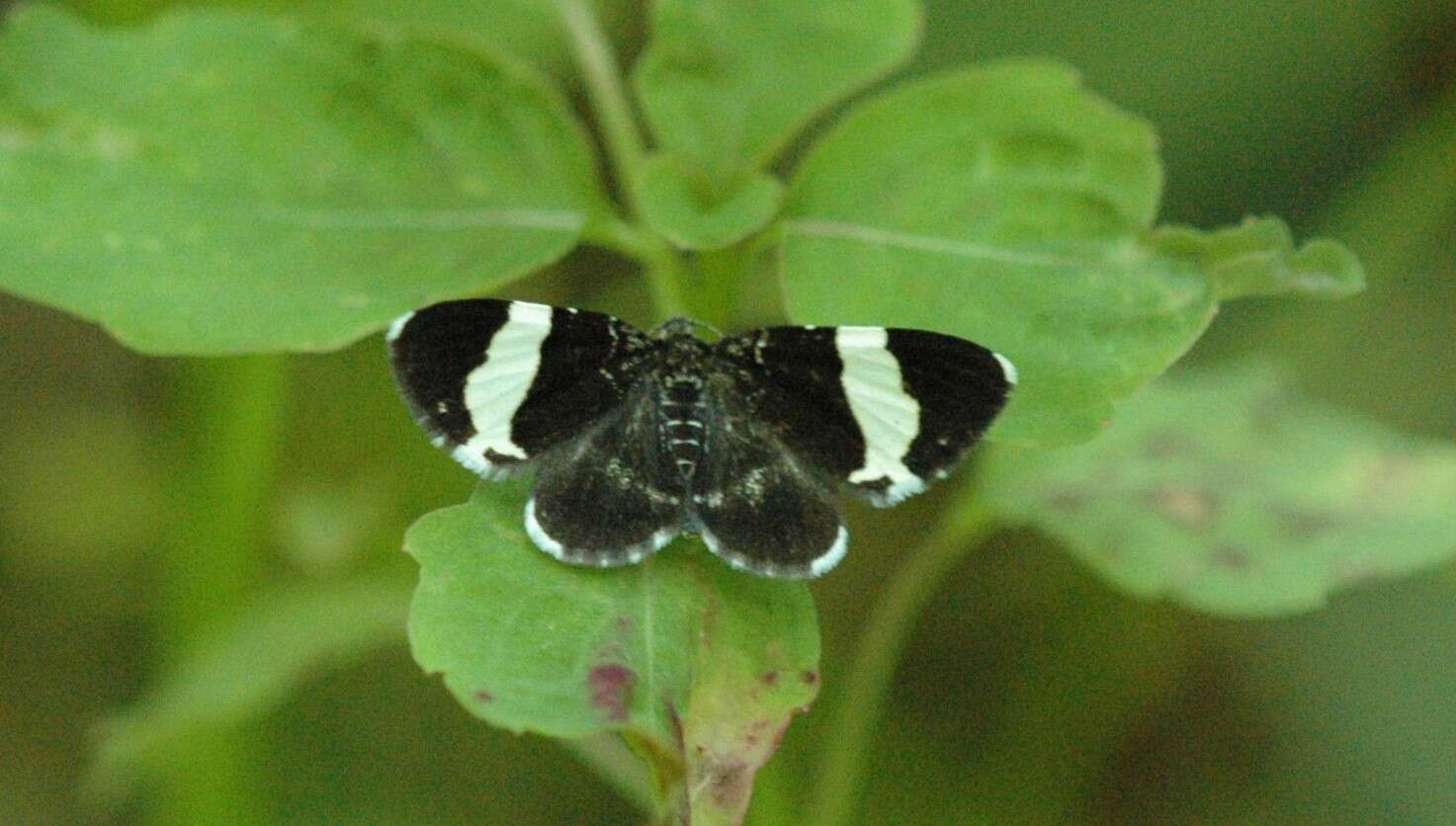 Image of White-striped Black