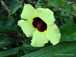 Image of Prickly hibiscus creeper