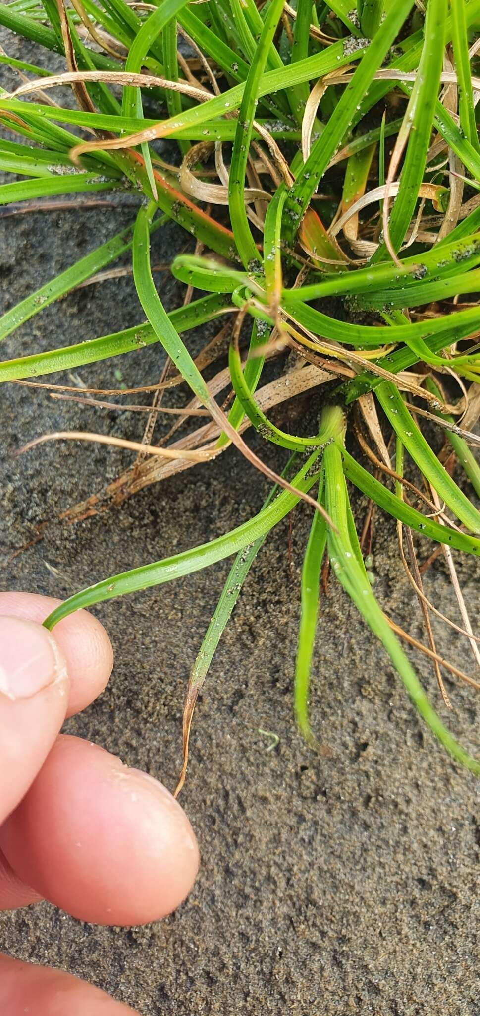 Image of Juncus dregeanus subsp. dregeanus