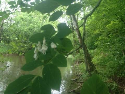 Image of yellowwood