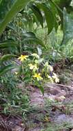 Image de Mussaenda arcuata Poir.