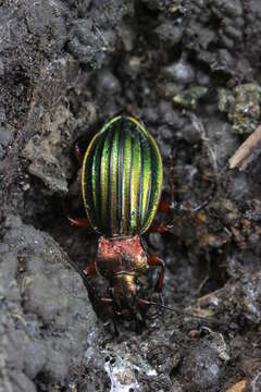 Carabus (Chrysocarabus) auronitens Fabricius 1792 resmi