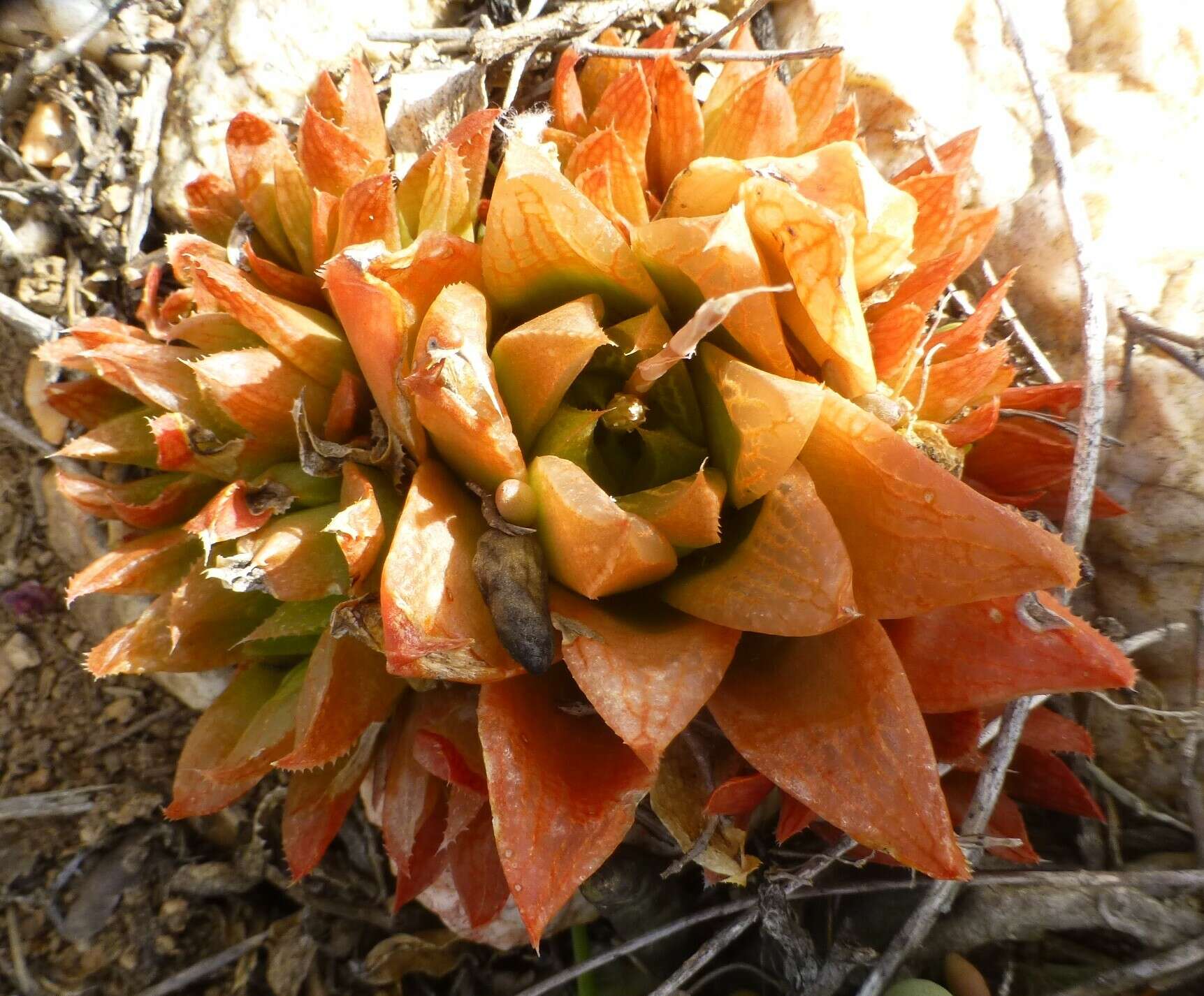 Слика од Haworthia turgida Haw.