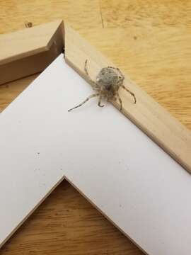 Image of Barn orb-weaver