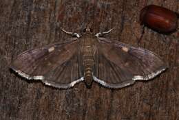 Image of Herpetogramma sphingealis Handfield & Handfield 2011