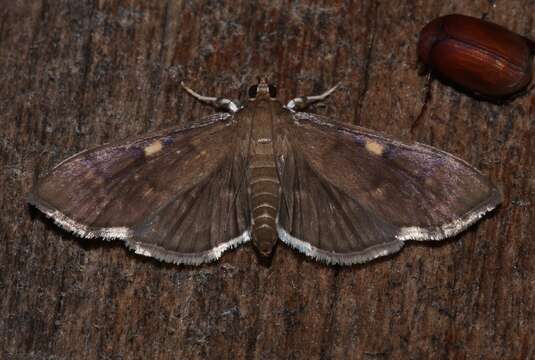 Image of Herpetogramma sphingealis Handfield & Handfield 2011