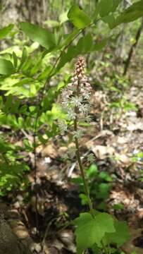 Image of Tiarella nautila G. L. Nesom