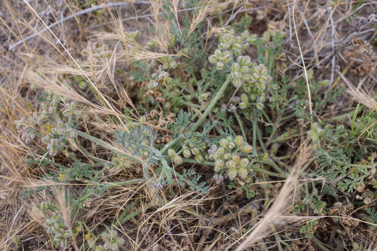 Daucus pumilus (L.) Hoffm. & Link resmi