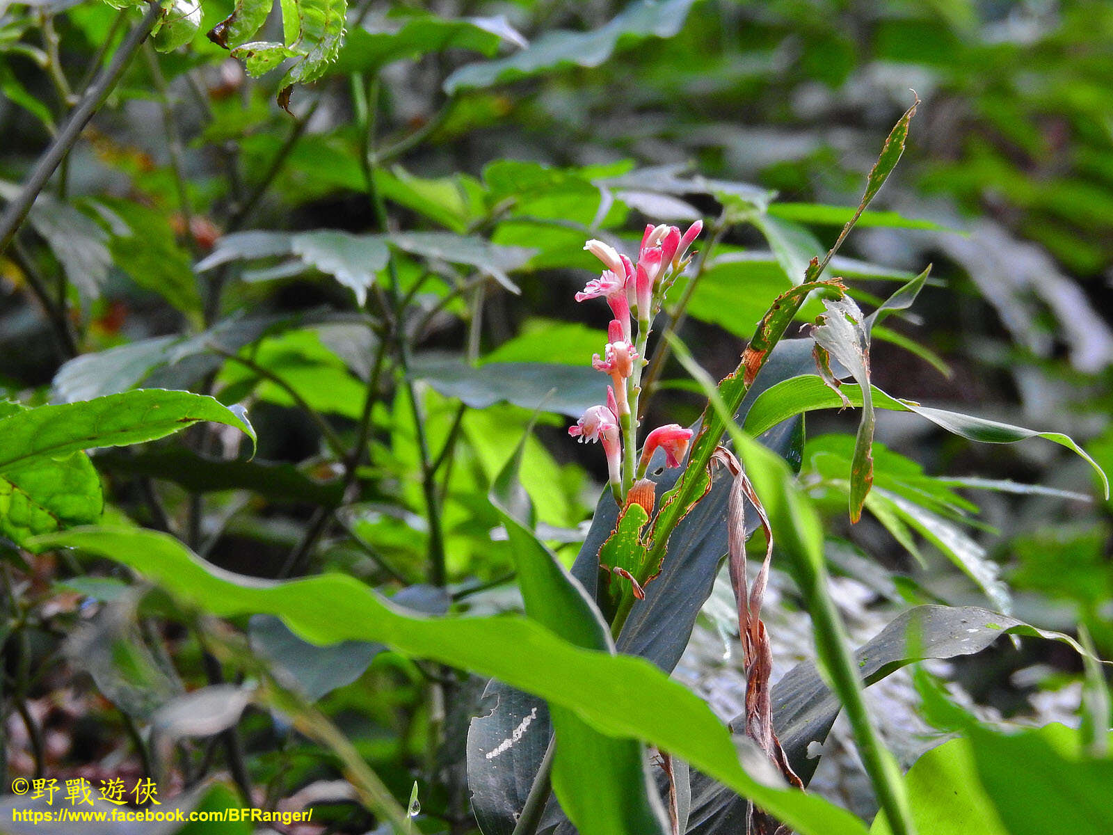 Imagem de Alpinia japonica (Thunb.) Miq.